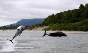 Dos delfines en su hábitat natural, Chile
