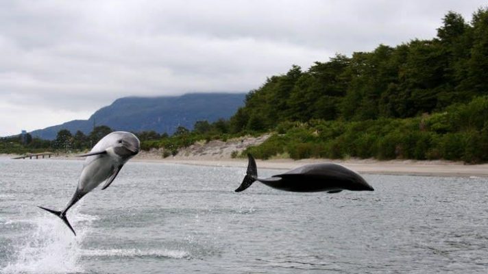 Dos delfines en su hábitat natural, Chile