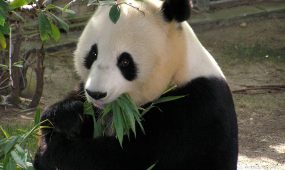 foto de panda gigante comiendo bambú