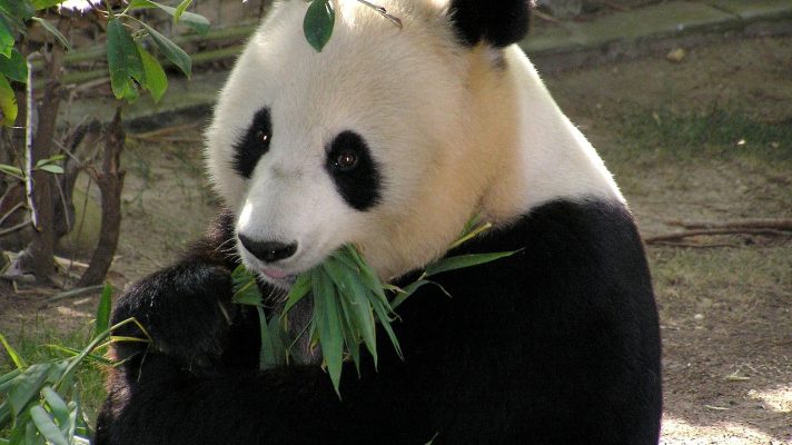 foto de panda gigante comiendo bambú