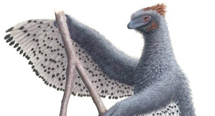 anchiornis