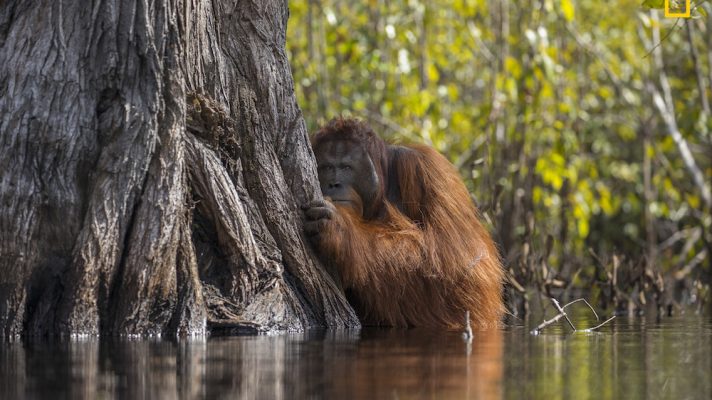 National Geographic Nature Photographer of the Year 2017