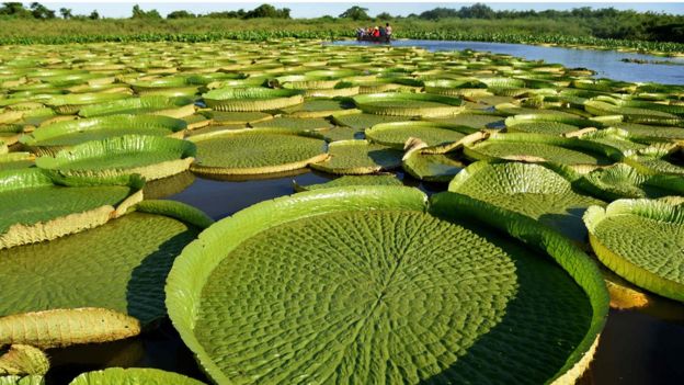 lirios de agua gigantes paraguay